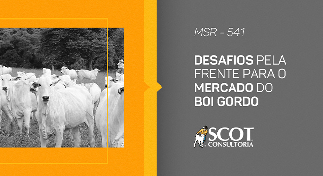 mercado-sem-rodeios-episodio-541-desafios-pela-frente-para-o-mercado-do-boi-gordo