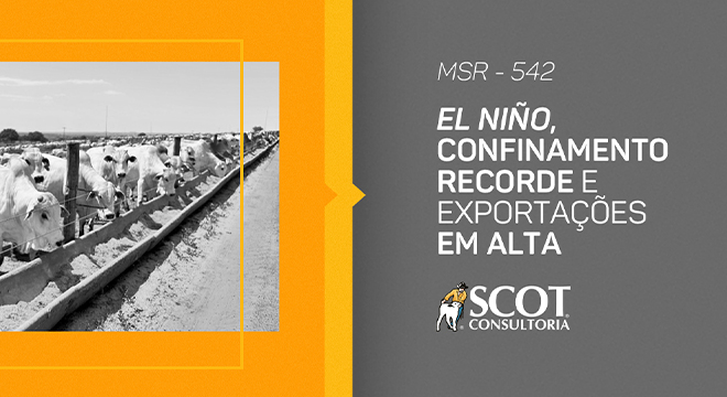 mercado-sem-rodeios-episodio-542-em-el-ni-o-em-confinamento-recorde-e-exportacoes-em-alta