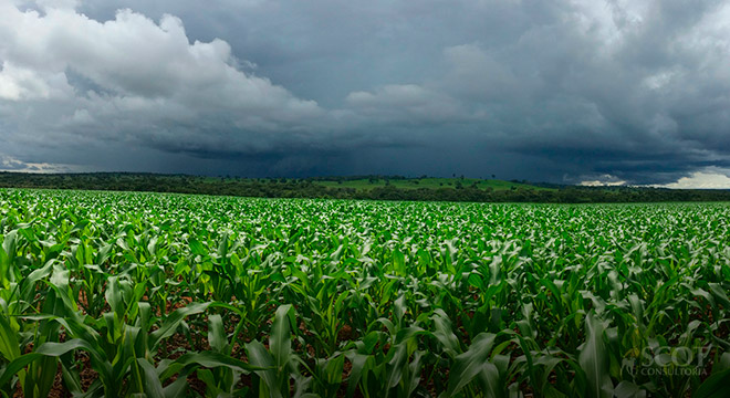 clima-pressiona-o-campo