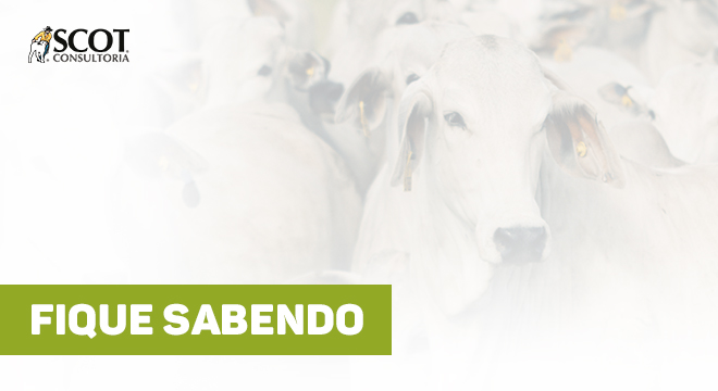 fique-sabendo-relacao-de-troca-farelo-de-soja-x-de-boi-gordo